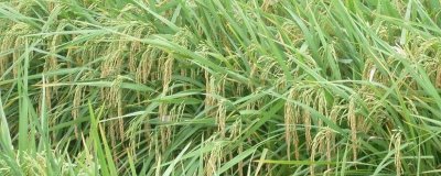 吉粳325水稻種子特點，生育期間注意及時防治稻瘟病