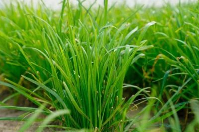 韭菜為何不分蘗，種植密度過大會縮減分蘗空間