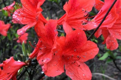 紅色杜鵑花的寓意，寓意愛的喜悅、繁榮幸福等
