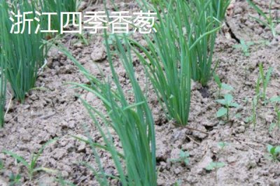 小蔥的產(chǎn)地，原產(chǎn)于西伯利亞
