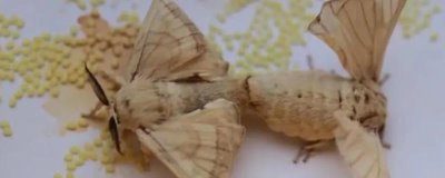 蠶羽化成蛾能存活多少天，一般只能活1-3天