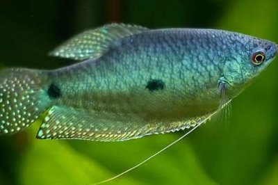 曼龍魚會不會吃蝦，動物性飼料是它們的主食