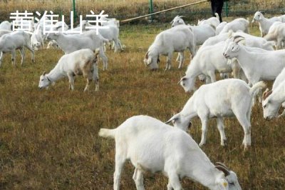 哪些羊適合在南方地區(qū)養(yǎng)，黑山羊、南江黃羊、黃淮山羊等品種均可養(yǎng)殖