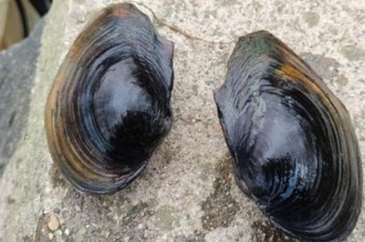 圓頂珠蚌的產(chǎn)地，主產(chǎn)于我國南北方地區(qū)的江河湖泊