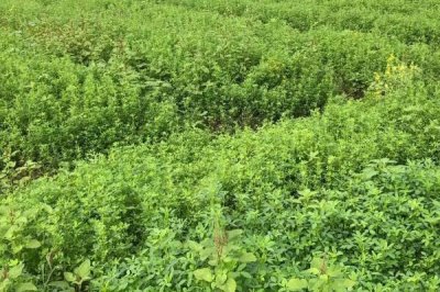 苜蓿種植管理技術(shù)，種植過程中要注意做好追肥工作