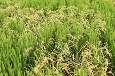 申優(yōu)R1水稻種子簡(jiǎn)介，5月中下旬播種