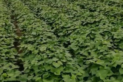 秋天怎么管理紅薯，封壟后要做好提蔓采梢工作