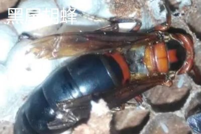 毒蜂的種類，常見以下10種