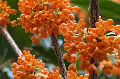 桂花的花語，寓意清新脫俗、學(xué)業(yè)有成等