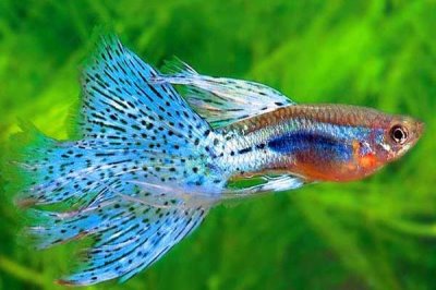 孔雀魚的養(yǎng)殖方法，保持適宜的水溫和PH值