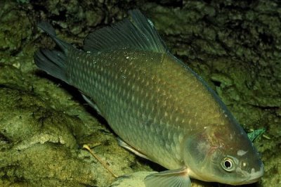 烏龍鯽的產(chǎn)地，該魚種有“水中黑玫瑰”之稱