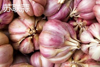 大蒜品種介紹，合理選擇因地制宜的蒜種