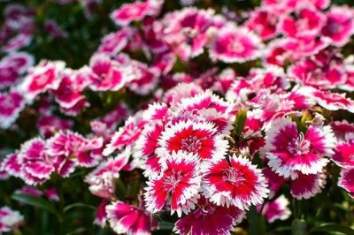 香石竹兩種病害怎么打農(nóng)藥，高濕期間可噴施代森鋅