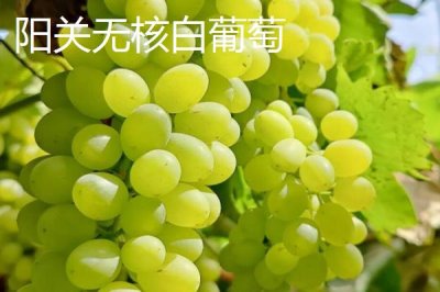 甘肅省天水市有哪些特產(chǎn)水果，包括秦安蜜桃、秦安蘋果、麥積核桃等種類