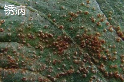 怎么防治毛豆的常見病害，關(guān)鍵是要種植抗病能力強(qiáng)的品種