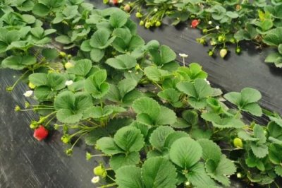 草莓長了匍匐莖還能開花嗎，及時處理的話還可以開很多花