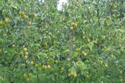 梨樹的種植密度，品種類型、大小、種植技術(shù)等決定種植密度