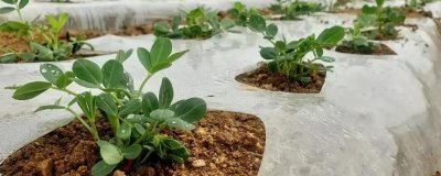 春花生覆膜播種前的注意事項，播種前要充分晾曬種子