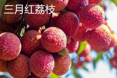 靈山荔枝品種，三月紅的成熟時(shí)間最早