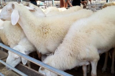 肉羊的常見疾病及防治方法，常見的有羊快疫、肺炎、羊痘等