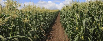 NK815玉米品種的特性，4月下旬至5月上旬播種