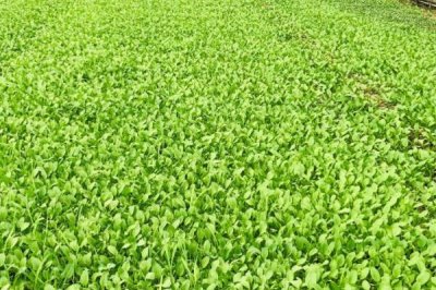 2019年種植蔬菜要考慮哪些因素，人工成本和價格是首要考慮的問題