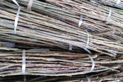 蟬卵怎么孵化，選擇樹體密、樹種雜、蟬量多的場所采集卵枝