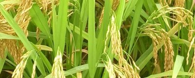 深兩優(yōu)811水稻種子簡介，保證每畝基本苗8萬苗以上