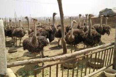 人工養(yǎng)殖鴕鳥能吃嗎，人工養(yǎng)殖的可以吃野生的不能吃