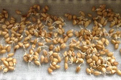 小麥播種機的故障類型及排除方法，播種不勻可考慮更換彈簧