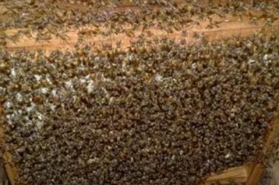 急造王臺(tái)會(huì)不會(huì)自然分蜂，二者沒(méi)有必然聯(lián)系