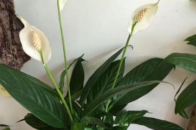一帆風順的種植技術，適合在半陰的環(huán)境中生長