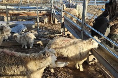 小麥秸稈能否喂羊，可以飼喂但適口性較差