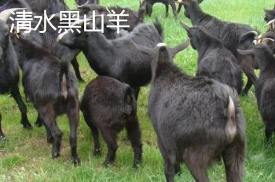 廣西上林縣的特產(chǎn)，清水黑山羊是不得不嘗的特色美食