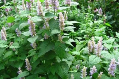 藿香什么時候開花，每年6-9月開花