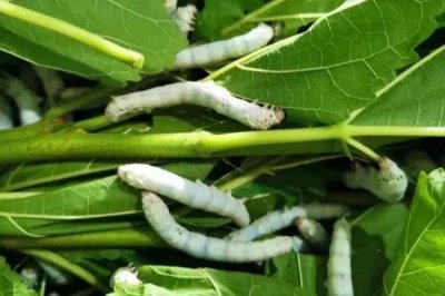養(yǎng)蠶的方法，桑葉要保證新鮮無水