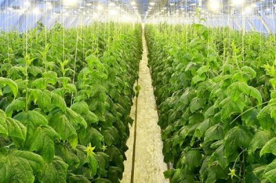 2019年種植蔬菜要考慮哪些因素，人工成本和價格是首要考慮的問題