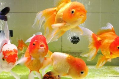 養(yǎng)魚的注意事項(xiàng)，養(yǎng)魚前要先養(yǎng)水