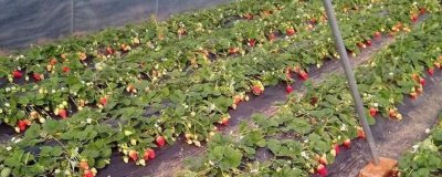 連陰天大棚草莓的管理方法，應(yīng)堅持揭草簾并適當加溫