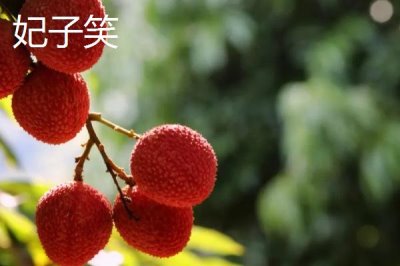 靈山荔枝品種，三月紅的成熟時(shí)間最早