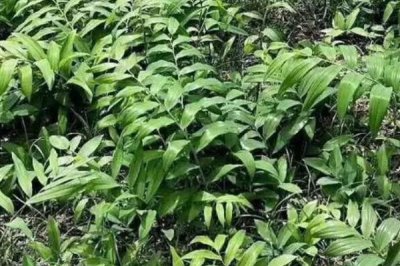 黃精的產(chǎn)地，種類多產(chǎn)地分布廣