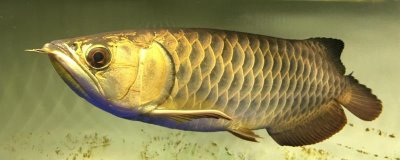 龍魚為什么會掉眼，主要原因是光線過強、下沉飼料過多