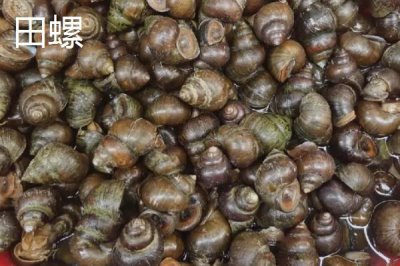 淡水螺的產(chǎn)地，廣東、福建等地養(yǎng)殖較多