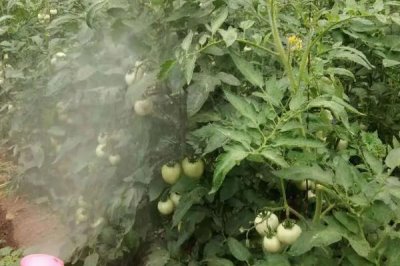 如何防治西紅柿灰霉病，藥劑防治要注意耐藥性的產(chǎn)生