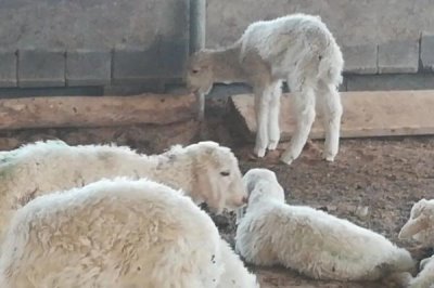 瘦羊如何催肥，可提供蛋白質(zhì)和微生物含量較高的飼料