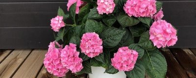 牡丹花的花語(yǔ)，寓意富貴、吉祥、幸福等