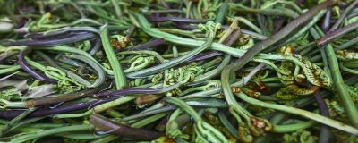 種植蕨菜的效益，畝收益可達到12000-16000元左右