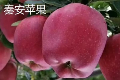 甘肅省天水市有哪些特產(chǎn)水果，包括秦安蜜桃、秦安蘋果、麥積核桃等種類