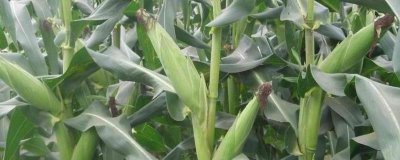 來(lái)玉179玉米種子介紹，中等肥力以上地塊栽培