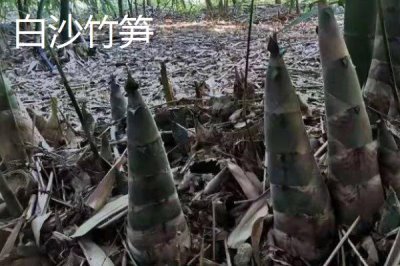 廣東省四會市的特產(chǎn)，四會玉器聞名遐邇